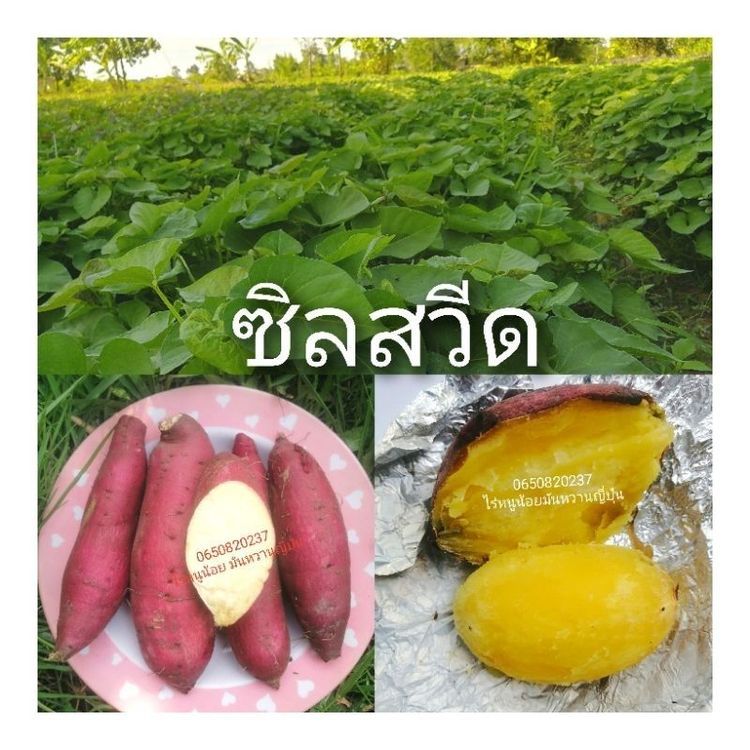 No. 7 - OishiFresh  มันหวานญี่ปุ่น ซิลสวีท - 2
