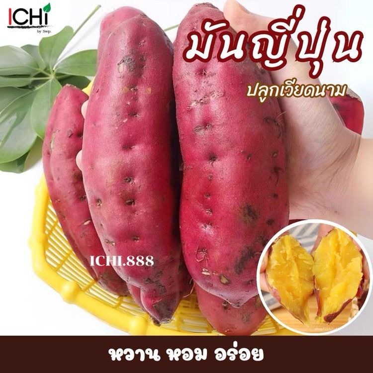 No. 6 - Ichi มันหวานญี่ปุ่น เบนิฮารุกะ - 1
